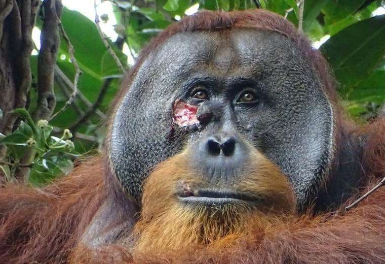 Científicos graban por primera vez a orangután curándose herida con una planta