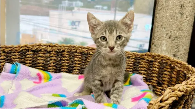 Adopte a un amigo fiel: 'Amín'