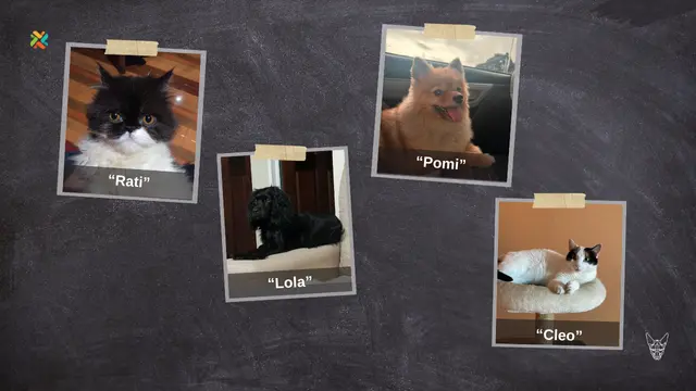 ¡De vuelta a casa! Ayude a estas mascotas a reencontrarse con sus dueños