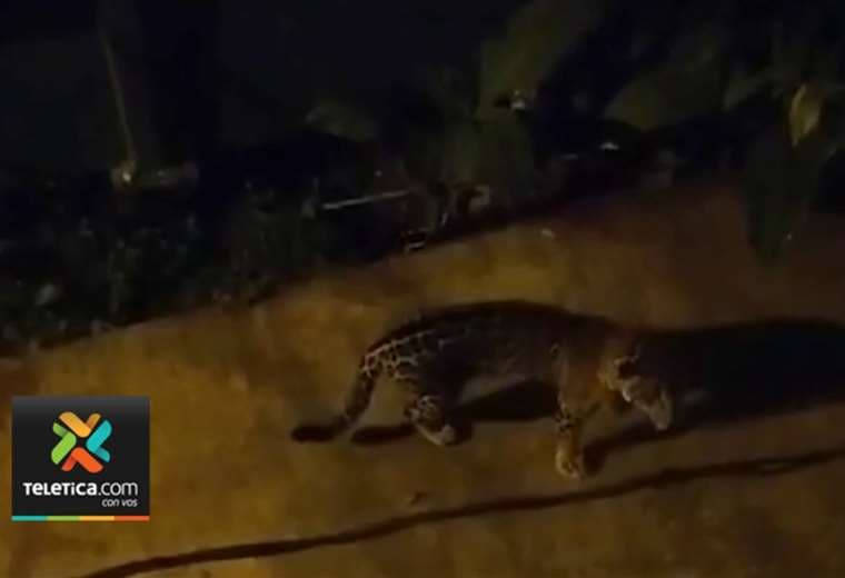 Impresionante jaguar fue visto cera de hotel en Tortuguero