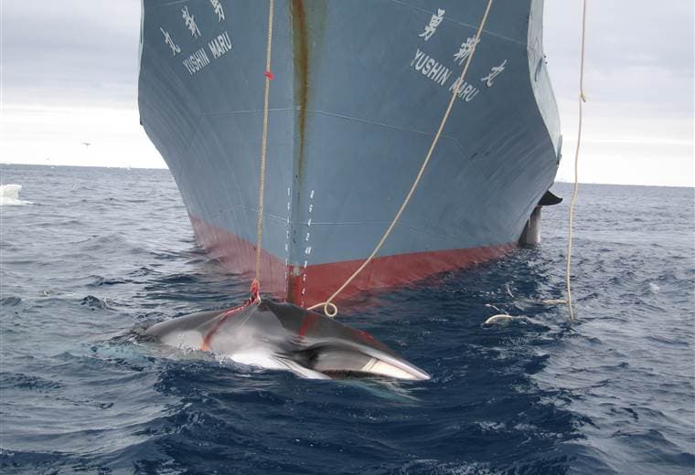 Islandia autoriza la caza de ballenas para la temporada 2024