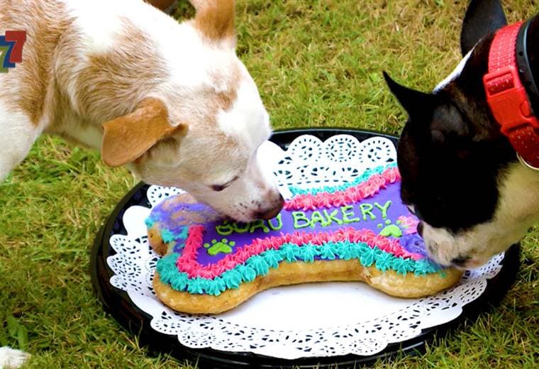 Guau Bakery: el negocio dedicado a festejar a las mascotas