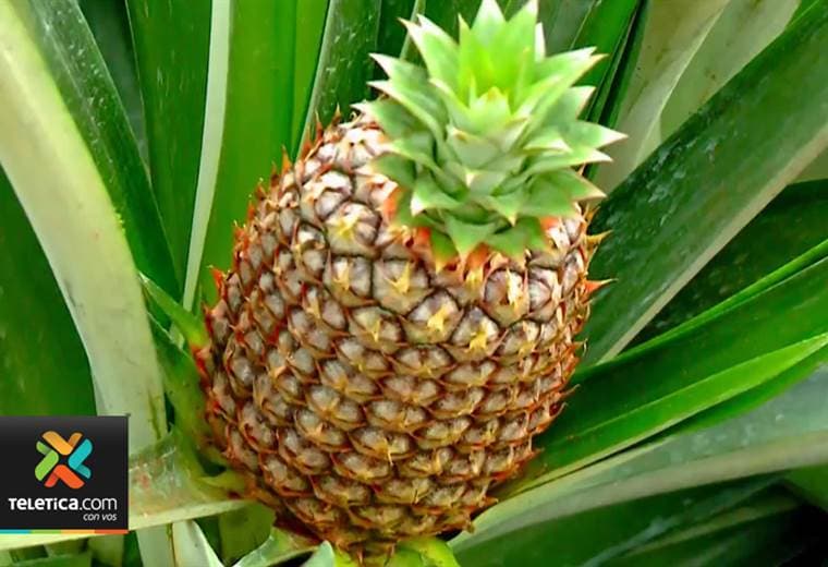 Costa Rica ingresó por primera vez al festival de primavera chino