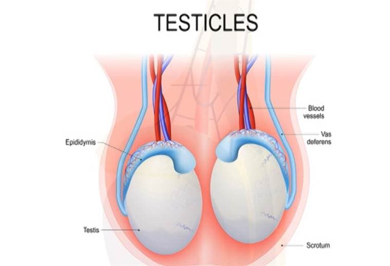 Consulte el dolor de testículos en niños