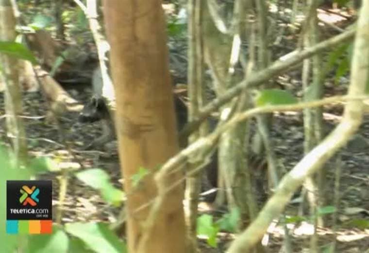 Personas con discapacidad ya podrán visitar Parque Nacional Manuel Antonio y recorrer el manglar