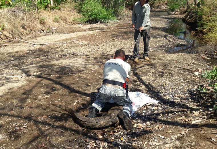 Guardacostas capturan y reubican cocodrilo que merodeaba cerca de poblado en Puntarenas