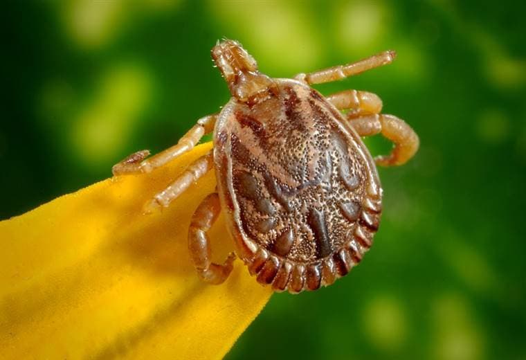 Enfermedades provocadas por garrapatas, pulgas y mosquitos se triplican en EE. UU.