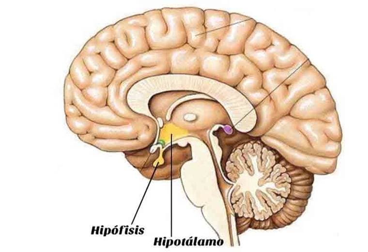 ¿Dónde se encuentra la hipófisis?