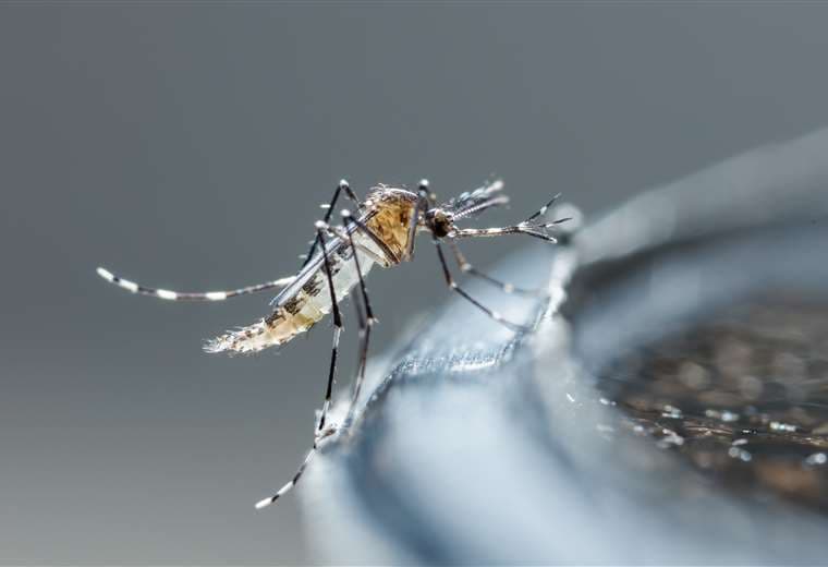 Casos de dengue y enfermedades transmitidas por mosquitos en aumento en Europa