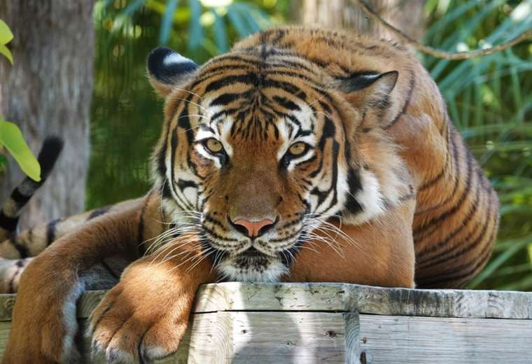 Abaten en India a tigre "comehombres" que había matado a varias personas