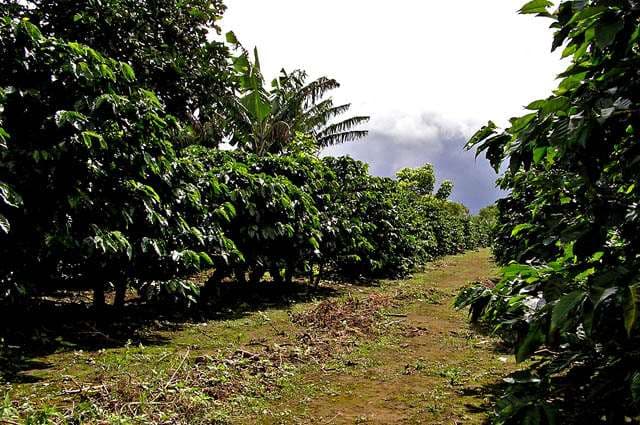 Cultivos de café y melón ahora están más seguros gracias a operación internacional