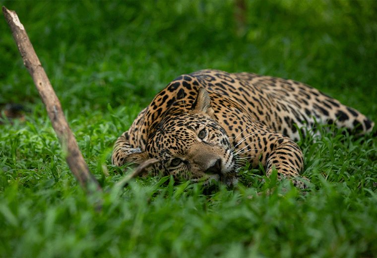 Celeste, jaguar representante de Costa Rica, gana concurso internacional
