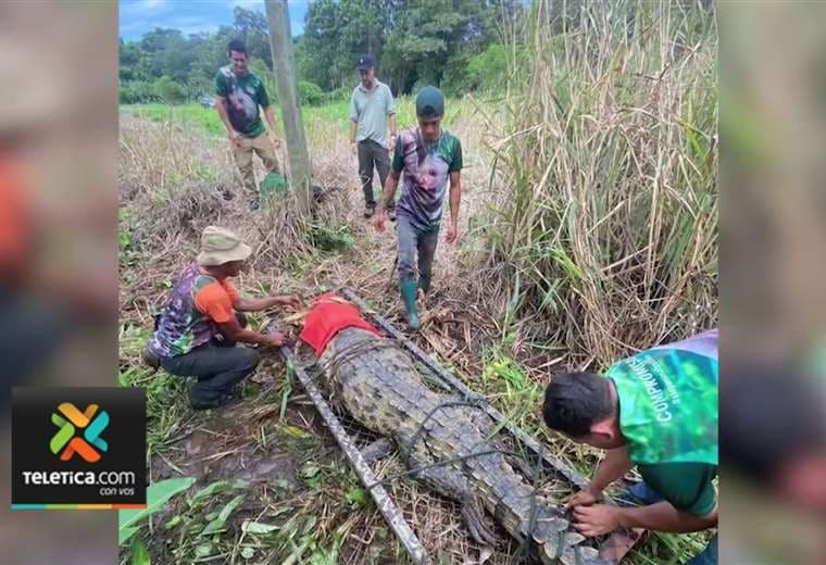Cocodrilo de tres metros muere atropellado cerca de puente del río Tárcoles