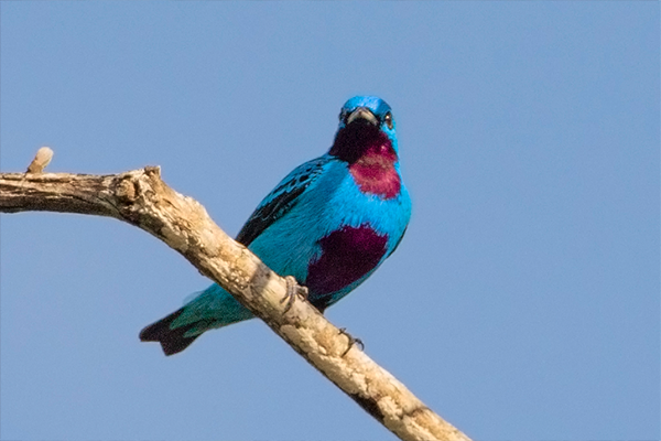 Siete especies de aves endémicas de Costa Rica que tal vez no conocía