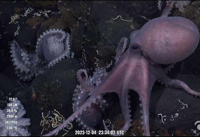 Video: Submarino estudia una de las "guarderías de pulpos" más activas del mundo en aguas ticas