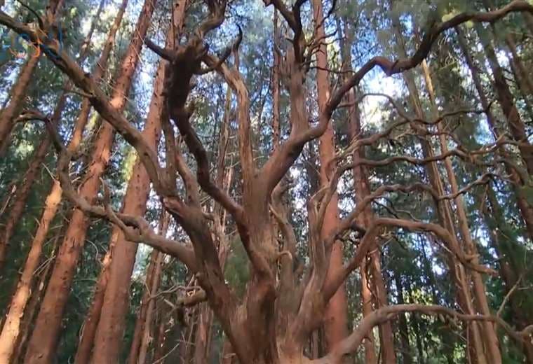 Encontramos un árbol embrujado en el corazón del bosque de Prusia