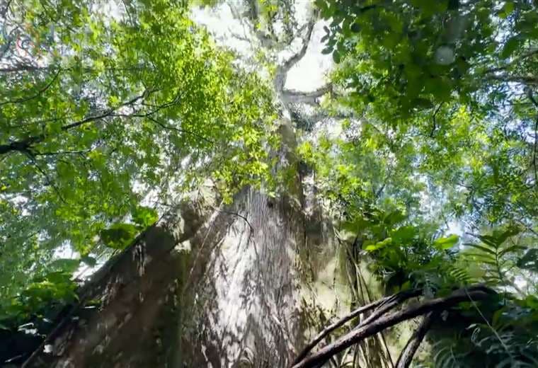 ¡Majestuoso! Conozca uno de los árboles de Ceiba más grandes de Costa Rica