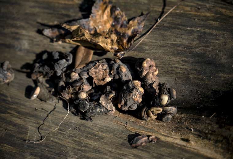 El lujoso café brasileño extraído de los excrementos de un pájaro