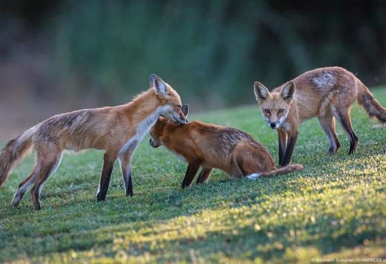 Informe advierte del declive de las poblaciones de fauna silvestres en el mundo