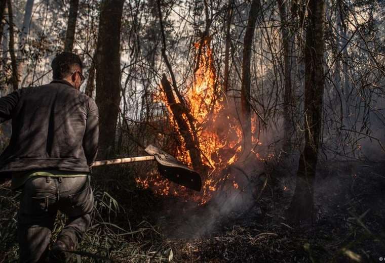 Brasil busca endurecer penas contra delitos ambientales