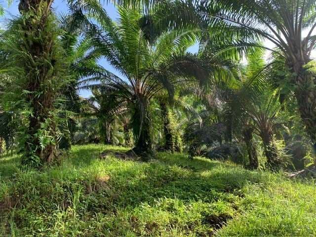 Cuerpo tapado con hojas en finca de Quepos es de joven madre de tres hijos