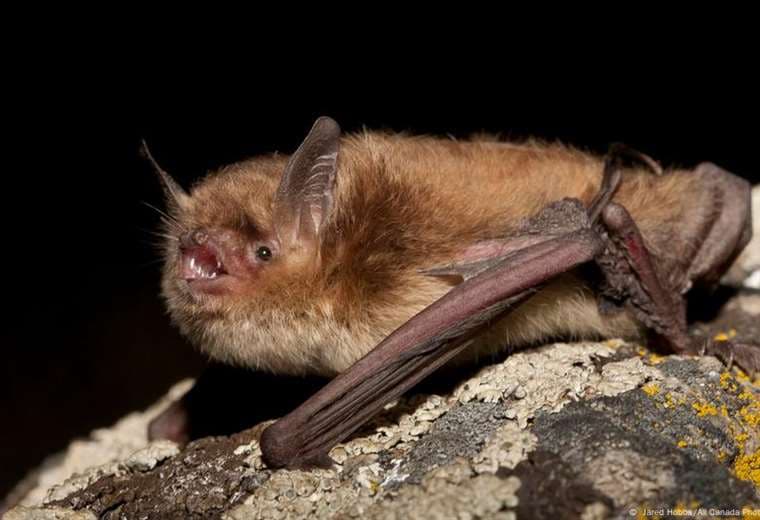 Mujer va al zoológico y se lleva un murciélago en la ropa