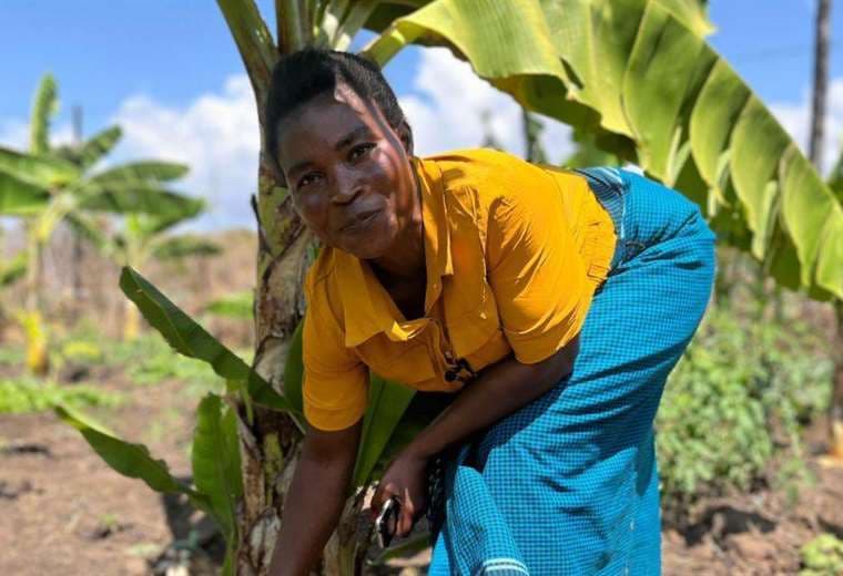 "La gente siente curiosidad": agricultoras hacen vino con bananas para salvar cultivos