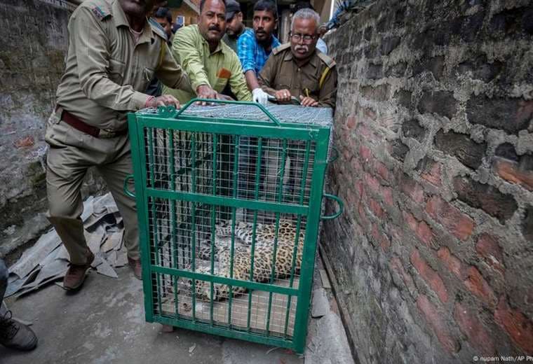 ¿Cómo puede India detener los ataques mortales de leopardos?