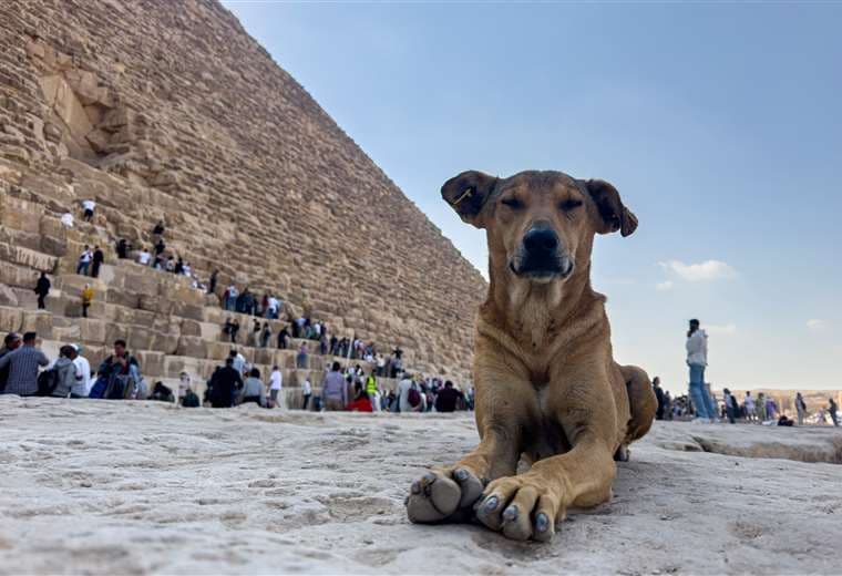 Los perros callejeros se convierten en una sensación en las pirámides de Egipto