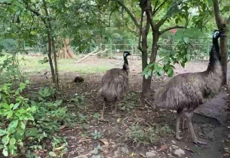 Rescatan a dos emús enjaulados en una casa en Cartago