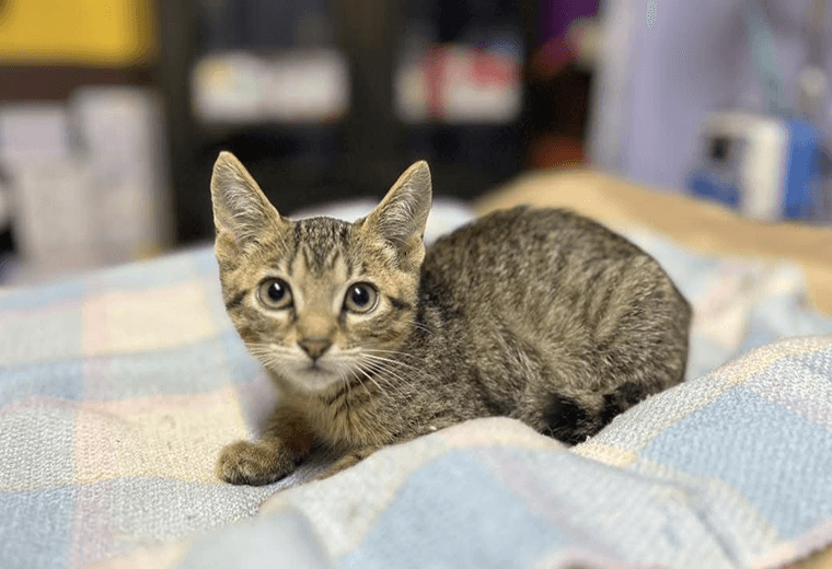 Adopte a un amigo fiel: ‘Valentino’