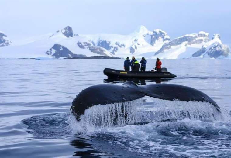 Épica migración de ballena ha dejado asombrados a científicos