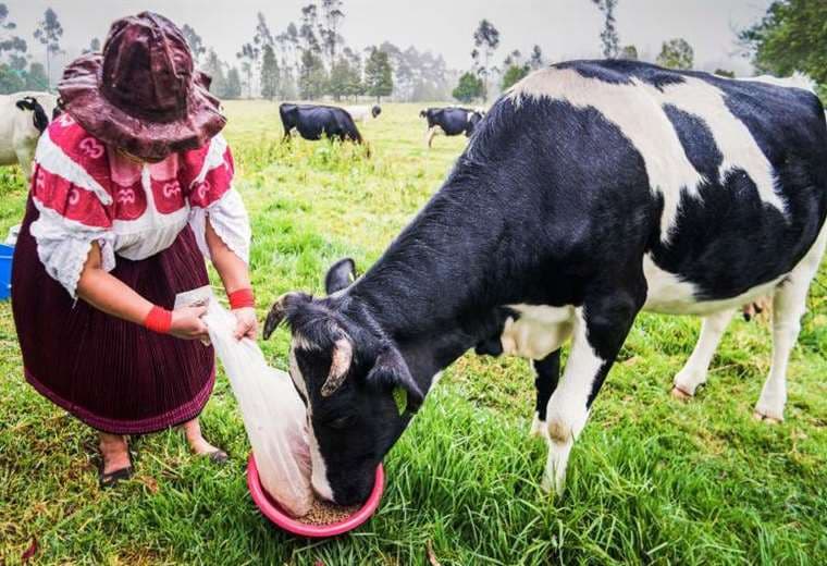 "Oro bovino": el negocio millonario de vender cálculos biliares de vacas