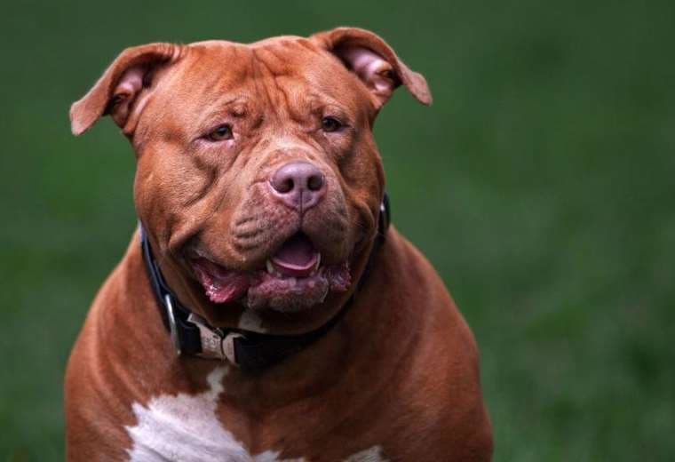 Reino Unido sacrifica 100 perros al mes desde que prohibió la raza American XL bully