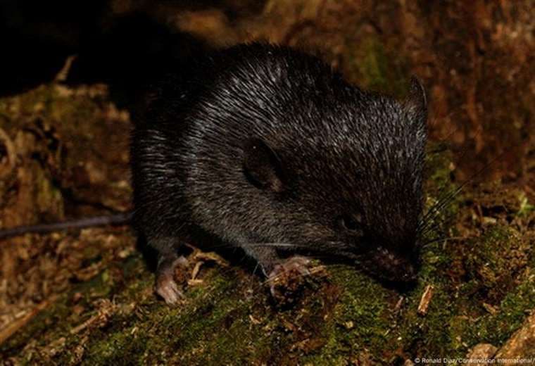 Peculiar ratón anfibio entre 27 especies descubiertas en selva de Perú