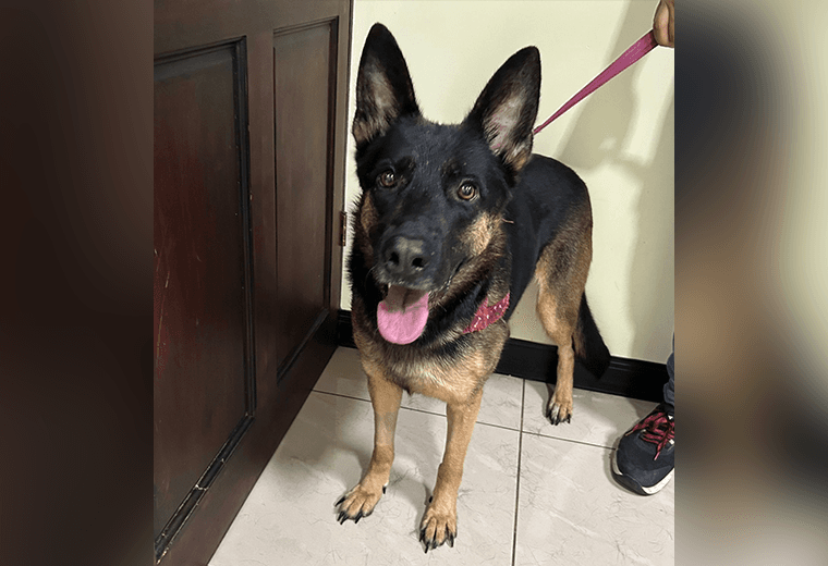 Adopte a una amiga fiel: ‘Dixie’