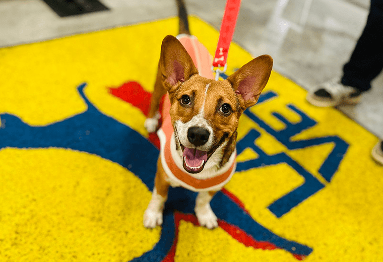 Adopte a un amigo fiel: ‘Benito’