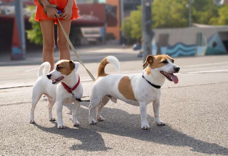 ¿Por qué no debo tocar las mascotas ajenas?