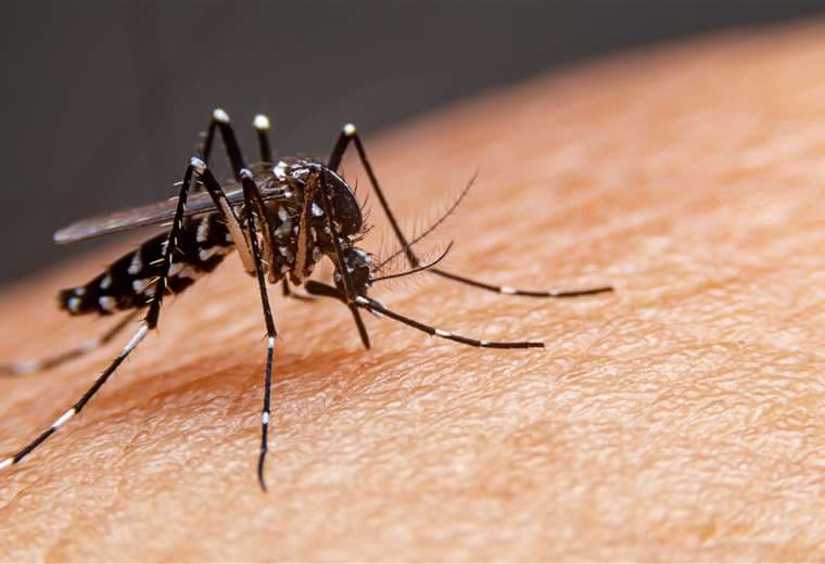 ¿Cuál es la región con más casos de Dengue en el país?