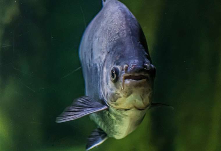 Nueva especie de pez, similar a la piraña, es descubierta en Brasil y recibe el nombre de "Sauron"