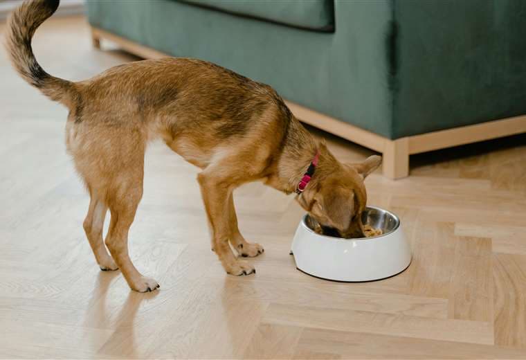 ¿Dieta Barf o concentrado? Le explicamos cuál es la mejor alimentación para su perro