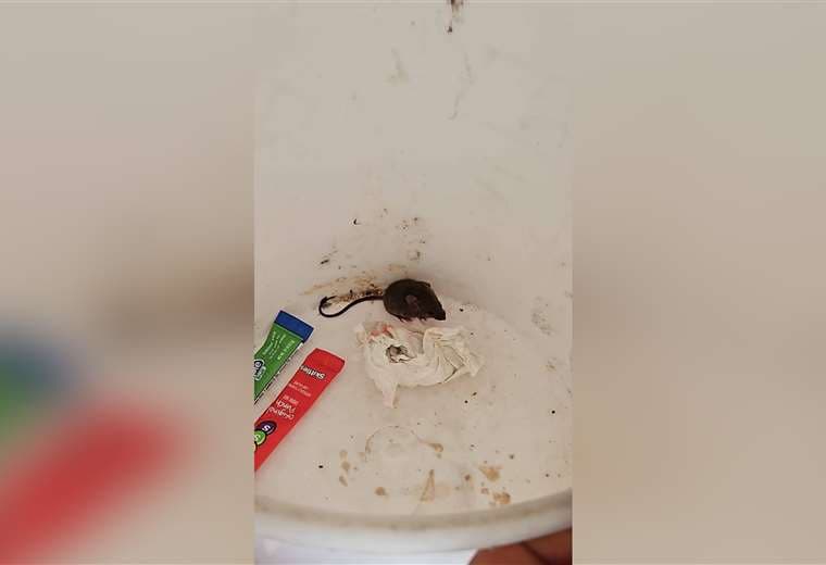 Plaga de ratas y cucarachas invade escuela de Rincón Grande de Pavas