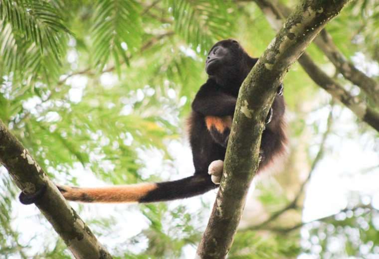 Investigadores de la UCR revelan el misterio de la coloración amarilla en monos aulladores de Costa Rica