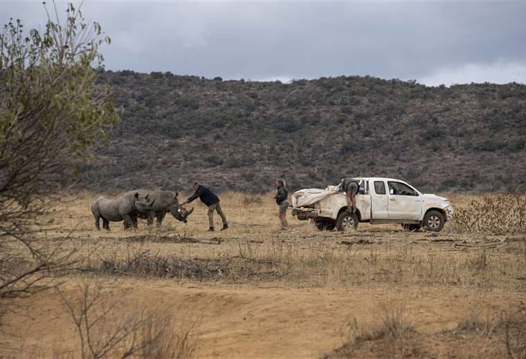 Usan material radiactivo para disuadir cazadores de rinocerontes en Sudáfrica