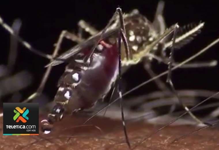 Costa Rica registra aumento de 329% y alcanza los 15 mil contagios de dengue en 2024