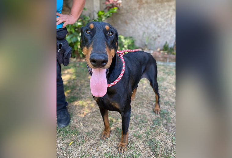 Adopte a un amigo fiel: ‘Fabio’