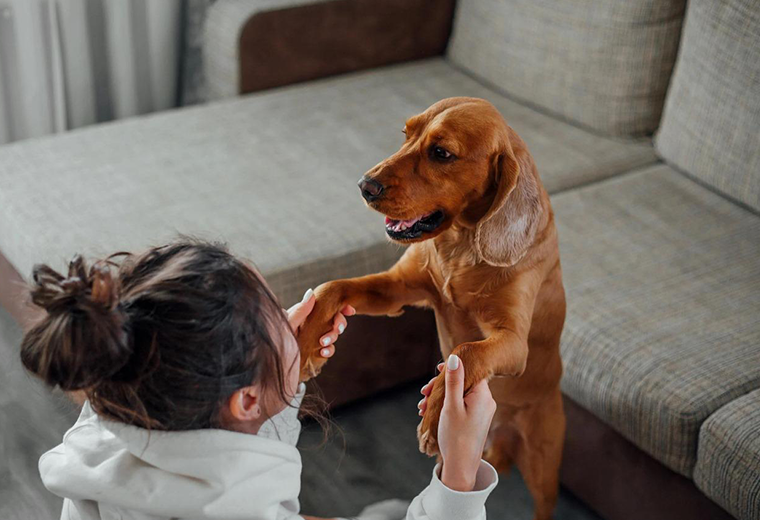 ¿Por qué usted y su perro tienen actitudes similares? Aquí le contamos