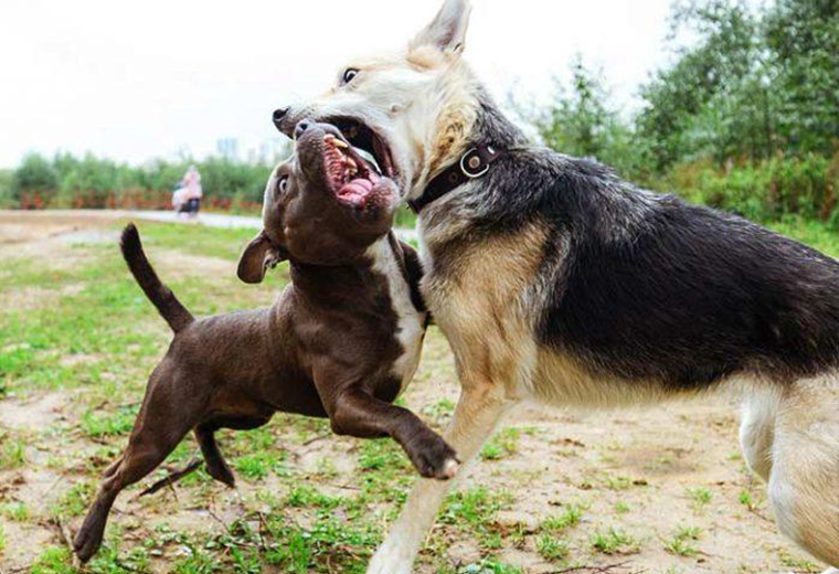 ¿Cómo separar a dos perros que se pelean? Lea esta guía para evitar lesiones