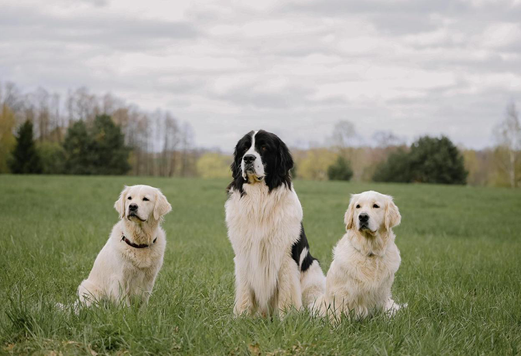 Día Internacional del Perro: ¡Celebre a sus fieles compañeros con estas actividades!