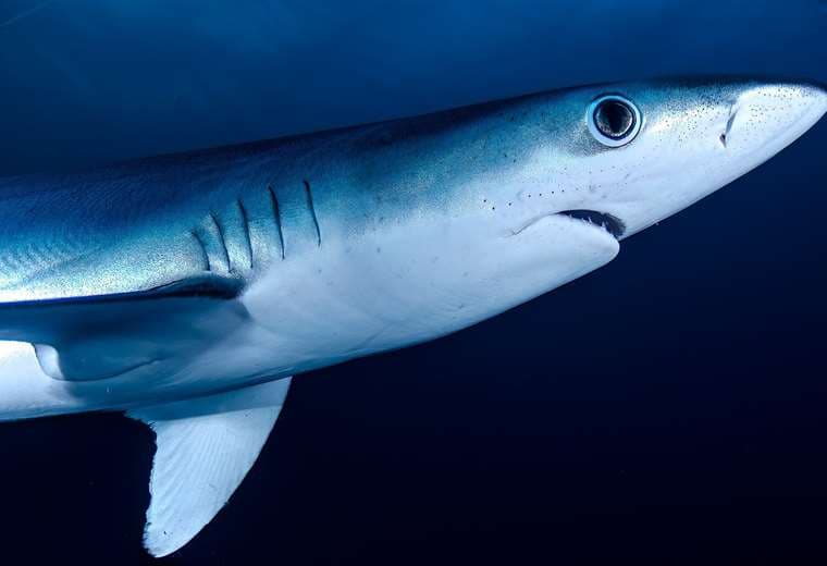 ¡Positivos! Científicos encuentran cocaína en tiburones de Brasil